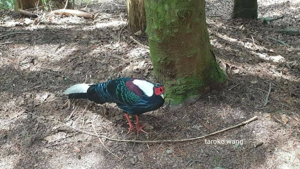 帝雉與藍腹鷴